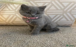British Shorthair cats for sale: Beautiful British Blues longhair kittens 🩷💙 - Image 25