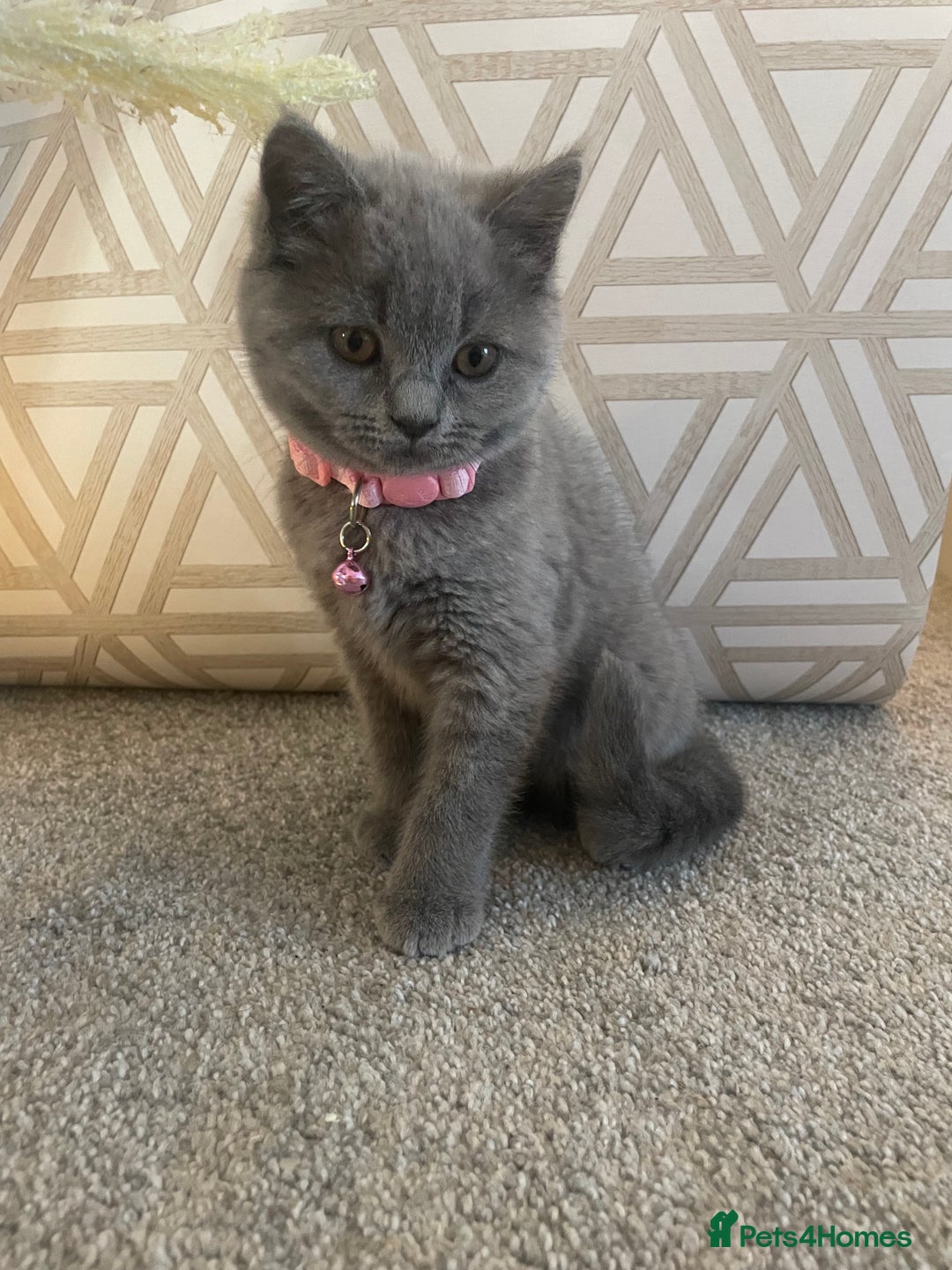 British Shorthair cats for sale: Beautiful British Blues longhair kittens 🩷💙 - Image 25