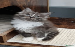 Maine Coon cats for sale: Pedigree GCCF Maine Coon Kittens for sale  - Image 9