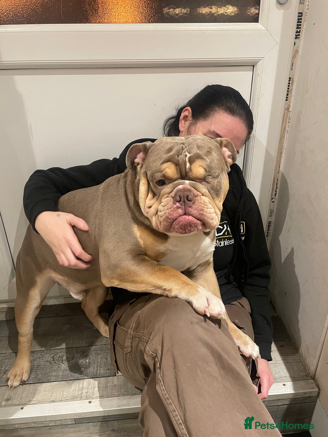 English Bulldog dogs for sale: Lilac & Tan English Bulldog 3 Yr Old MALE - Image 19
