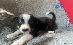 Border Collie dogs for sale: Border collies  - Image 3