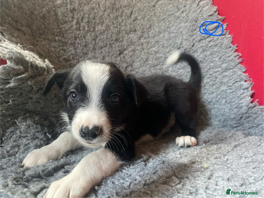 Border Collie dogs for sale: Border collies  - Image 3