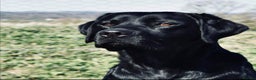 Labrador Retriever dogs for stud: * At Stud KC Health tested Labrador* in Malton - Advert 4