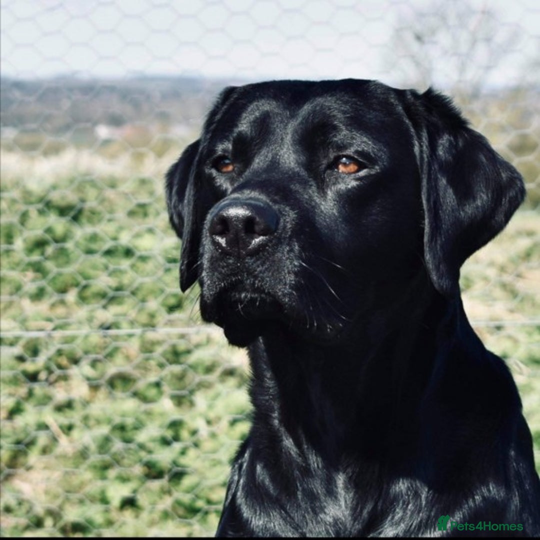Labrador Retriever dogs for stud: * At Stud KC Health tested Labrador* in Malton - Advert 4