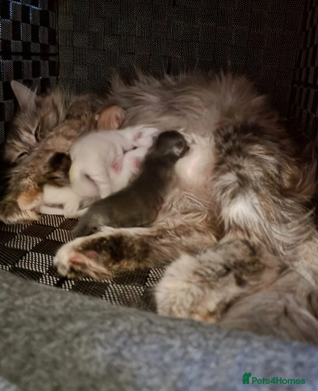Maine Coon cats for sale: Beautiful main coon kittens for sale in Runcorn - Advert 2
