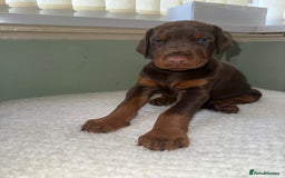 Dobermann dogs for sale: European Bred Dobermans Health-Tested Brown/Tan!! - Image 3