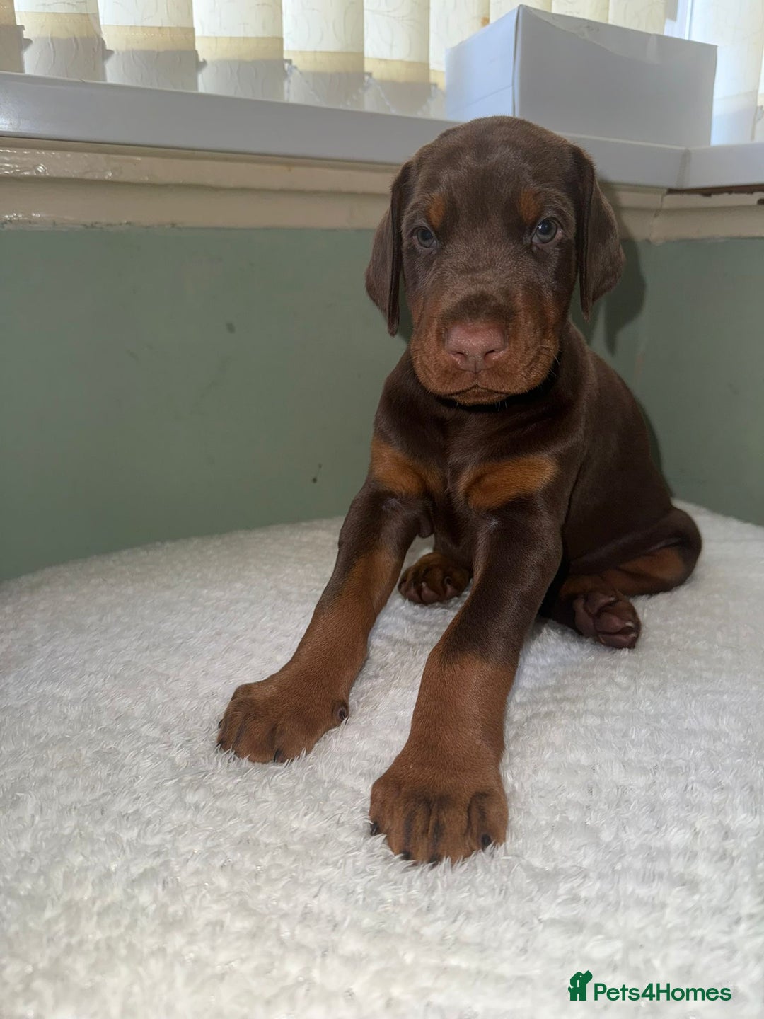 Dobermann dogs for sale: European Bred Dobermans Health-Tested Brown/Tan!! - Image 3