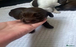 Cocker Spaniel dogs for sale: From our family dog nova  - Image 2