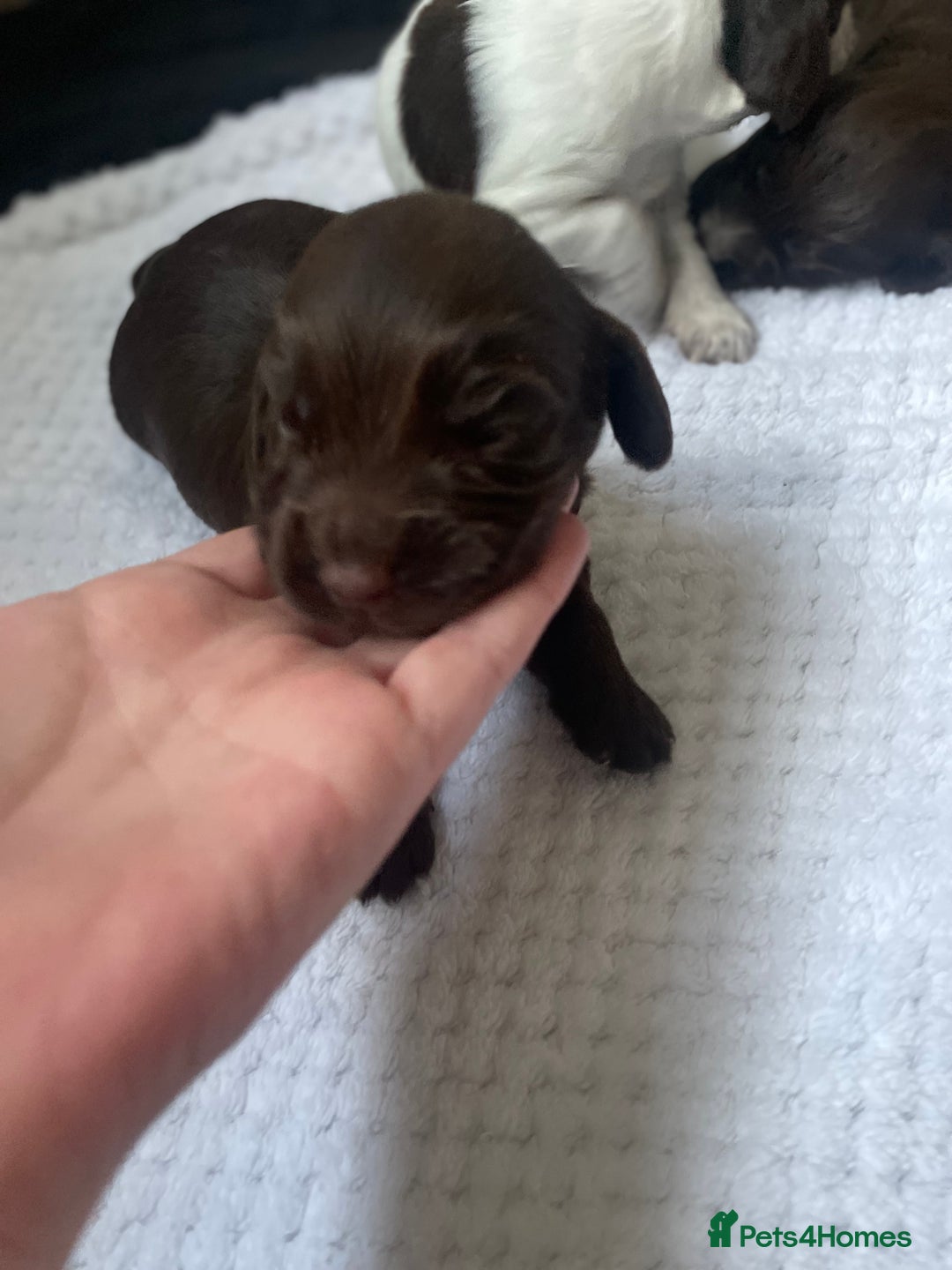 Cocker Spaniel dogs for sale: From our family dog nova  - Image 2