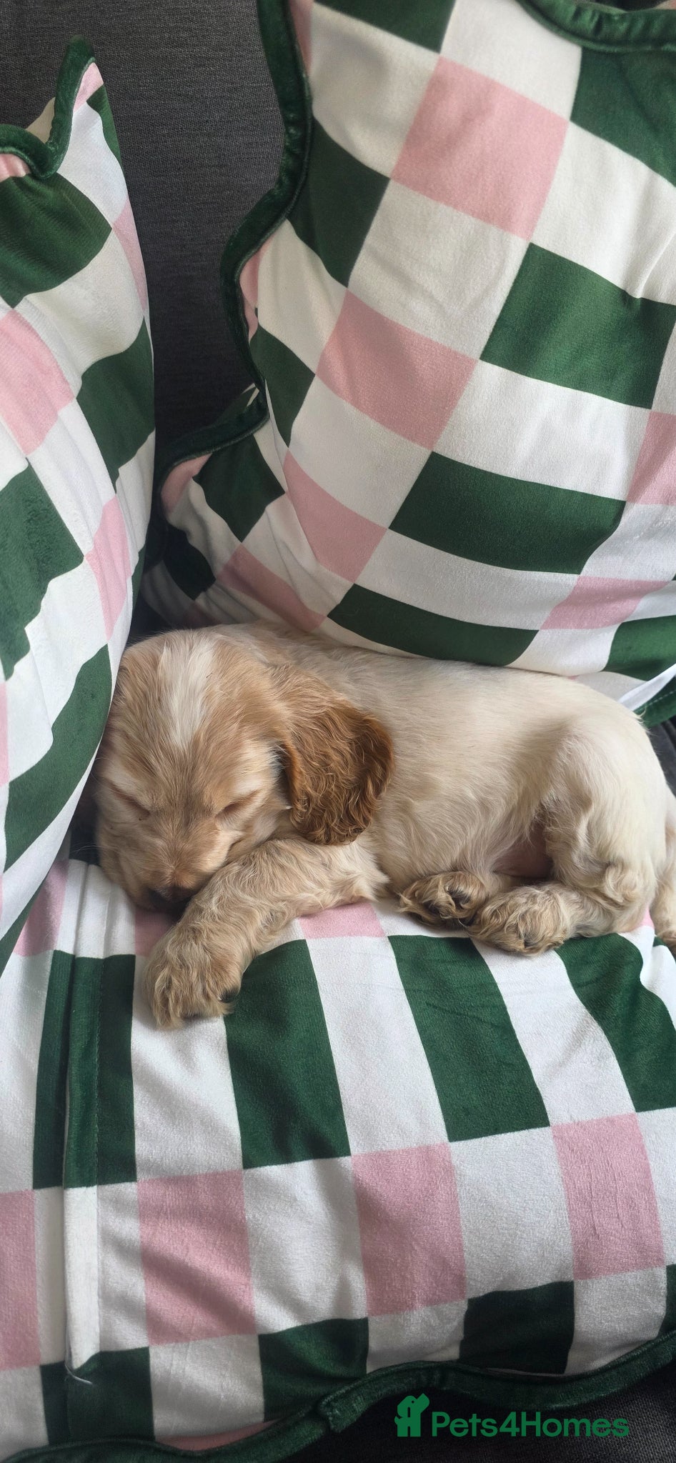 Cocker Spaniel dogs Male lemon roan show cocker puppy  - Advert 2