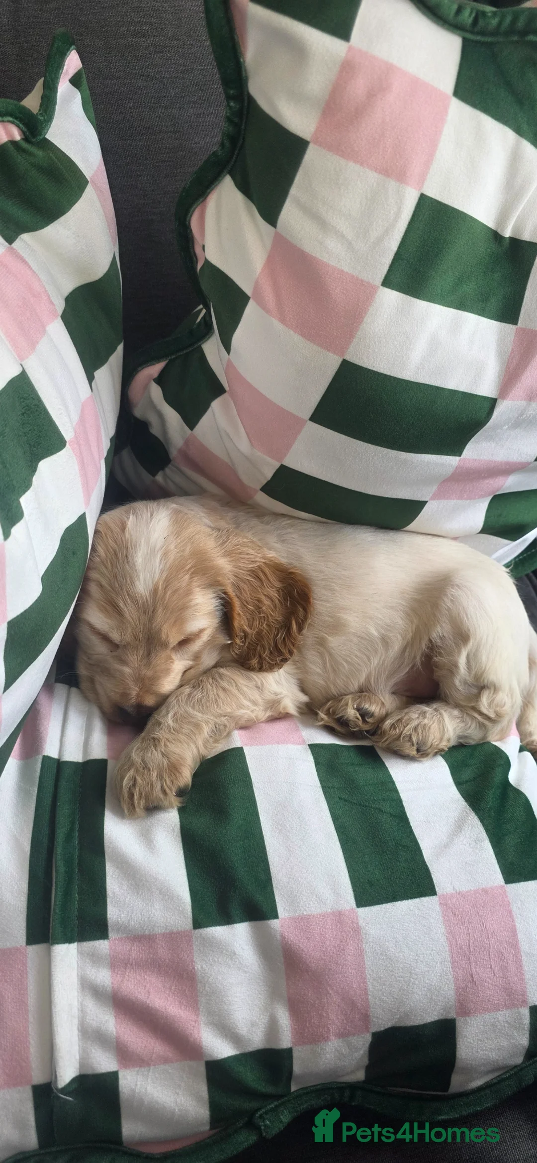Cocker Spaniel dogs for sale: Male lemon roan show cocker puppy  - Advert 2