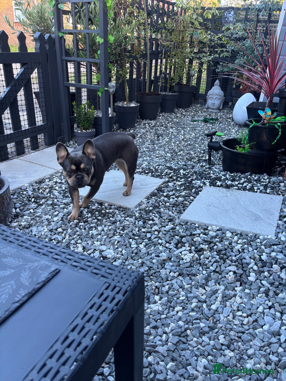 French Bulldog dogs for sale: 16 month old girl frenchie - Advert 6