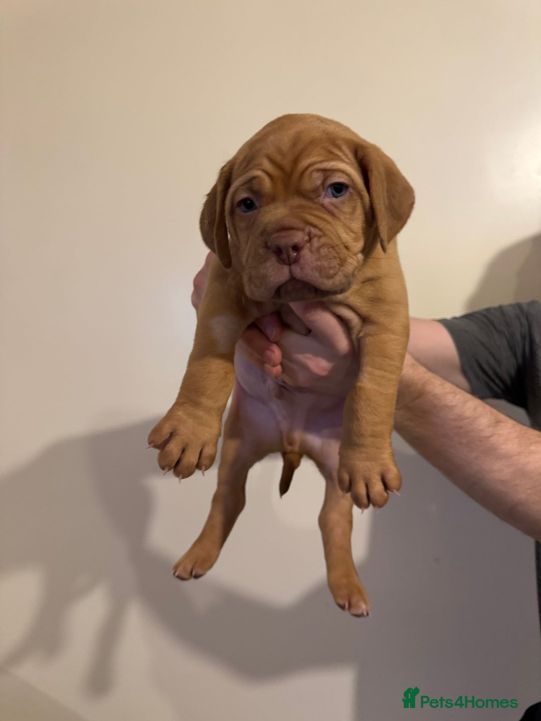 Dogue De Bordeaux dogs for sale: Dogue de Bordeaux pups for sale - Advert 9
