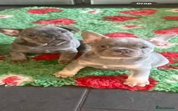 French Bulldog dogs for sale: Amazing Frenchies ready now.  - Image 12