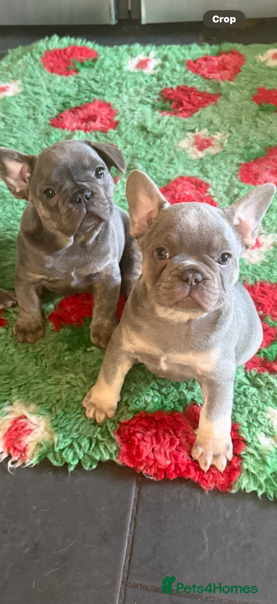 French Bulldog dogs for sale: Amazing Frenchies ready now.  - Image 12
