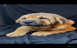 Mixed Breed dogs for sale: Beautiful chow x Newfoundland puppies - Image 3