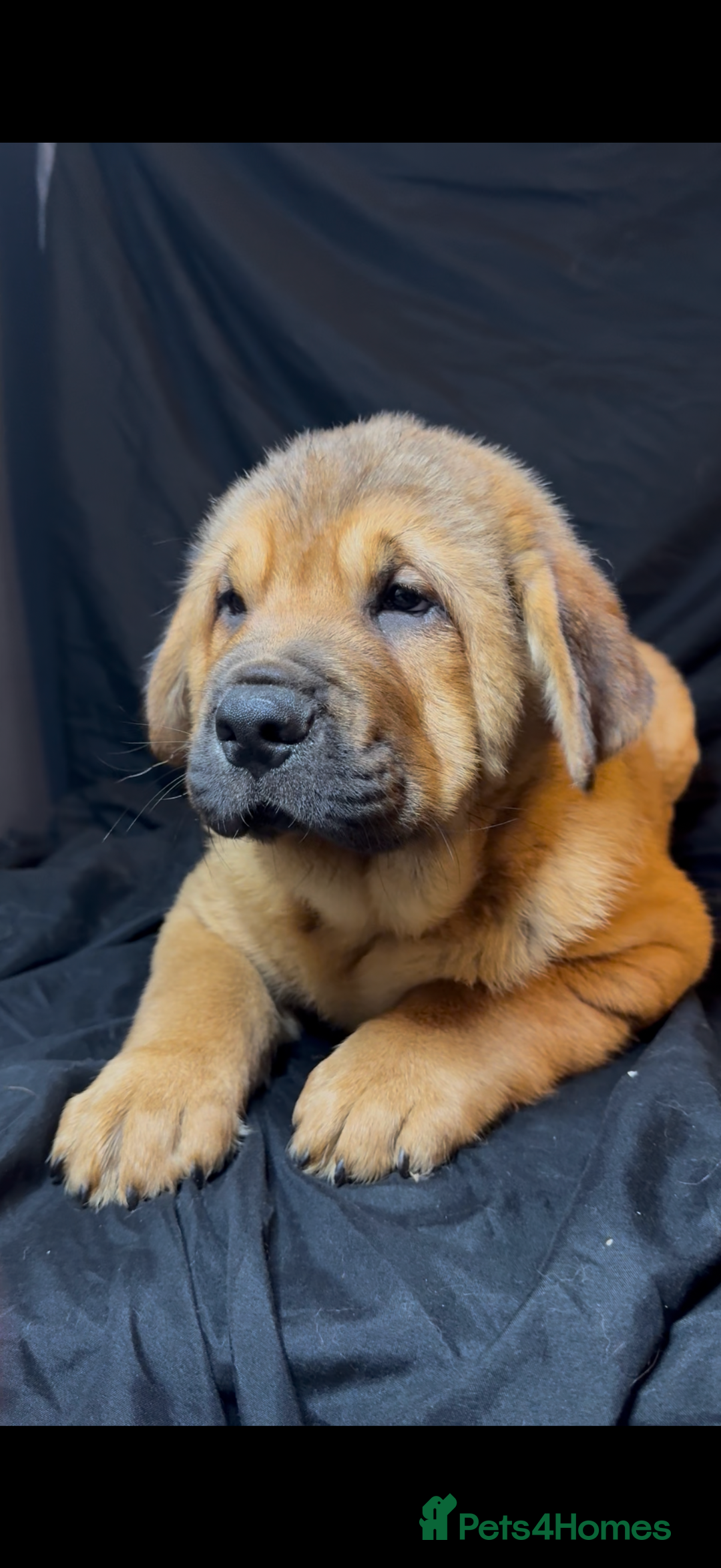 Mixed Breed dogs for sale: Beautiful chow x Newfoundland puppies - Image 3