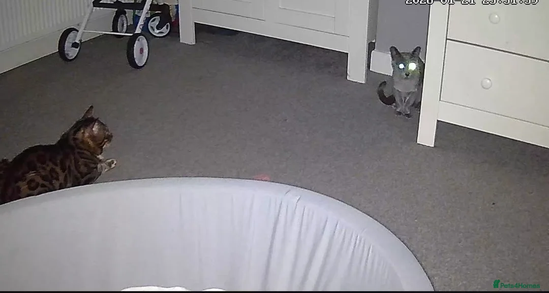 Bengal cats for stud: cat for mating. Bengal TICA - Advert 8