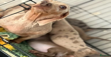 Miniature Dachshund dogs - Advert 10