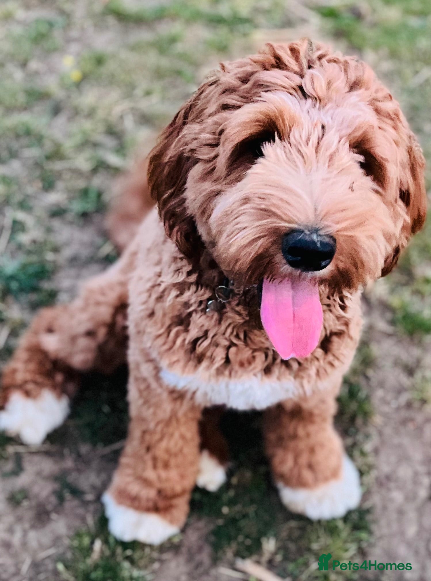 Labradoodle dogs Labradoodle full Australian  - Advert 2