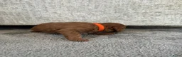 Cavalier King Charles Spaniel dogs for sale: Premium Ruby Cavalier King Charles Spaniel Puppies - Advert 8