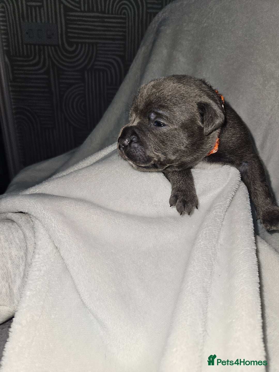 Staffordshire Bull Terrier dogs for sale: Beautiful chunky blues! - Advert 5