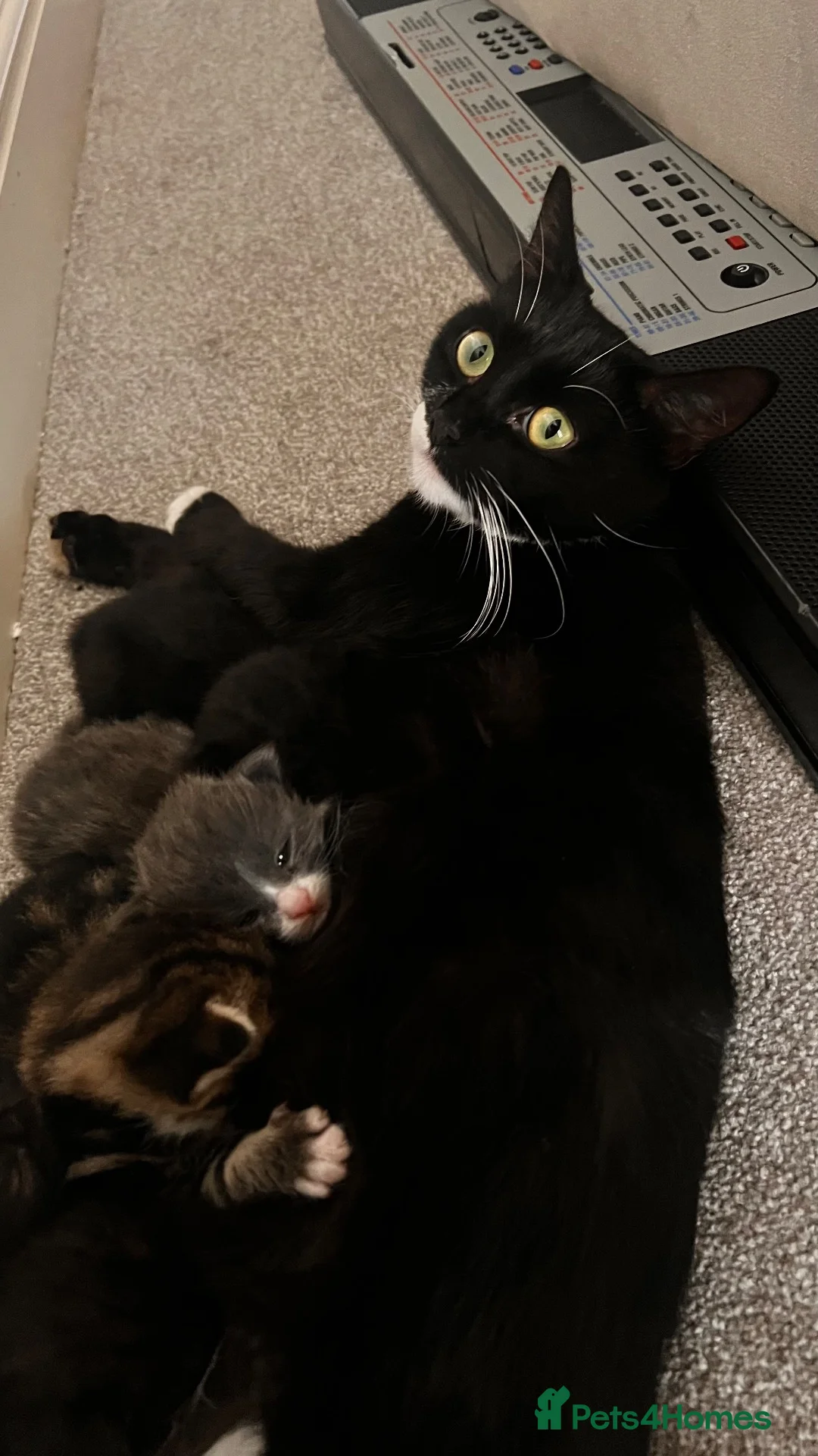Mixed Breed cats for sale: Male kitten black and white  - Advert 3