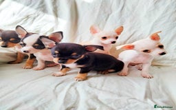 Chihuahua dogs for sale: Gorgeous Baby Chihuahua puppies  - Image 1