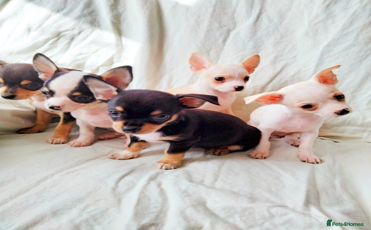 Chihuahua dogs - Advert 8