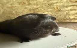 Guinea Pig rodents for sale: Two Sows looking for their new 🏡  - Image 3