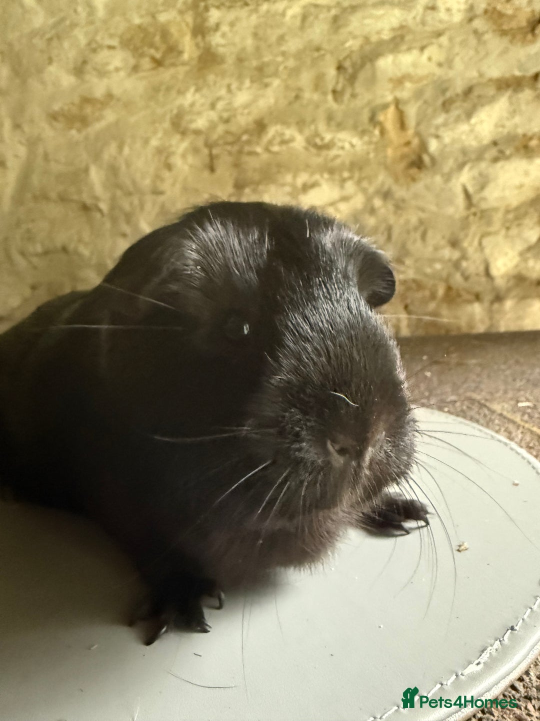 Guinea Pig rodents for sale: Two Sows looking for their new 🏡  - Image 3