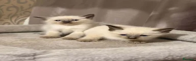 Siamese 4