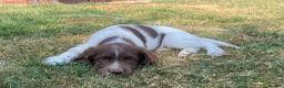 English Springer Spaniel dogs for sale: Kc registered English springer spaniel pups - Advert 5