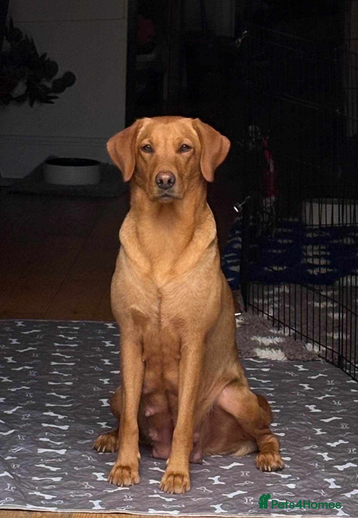 Labrador Retriever dogs Beautiful KC Registered Fox Red Labrador Puppies - Advert 2