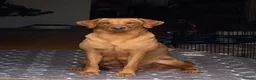 Labrador Retriever dogs for sale: Beautiful KC Registered Fox Red Labrador Puppies in Cheltenham - Advert 1