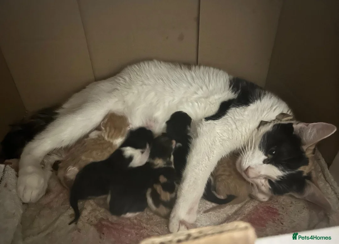 British Shorthair cats for sale: Beautiful Calico & Ginger Kitten - Advert 1
