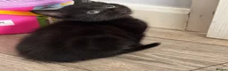 Mixed Breed cats for sale: 😻😻😻BEAUTIFUL KITTENS😻😻😻 - Advert 20