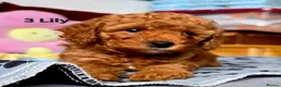 Toy Poodle dogs for sale: Toy Poodle  - Advert 17