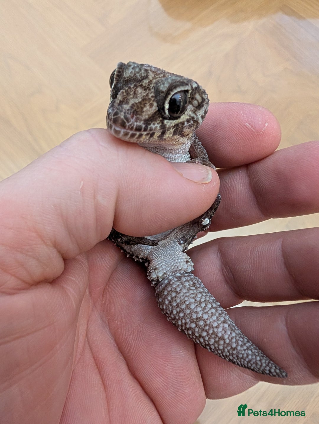 Gecko reptiles for sale: Gecko - Advert 6