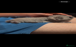 Scottish Fold cats for sale: Adorable Scottish Fold x British Shorthair Kitten - Image 4
