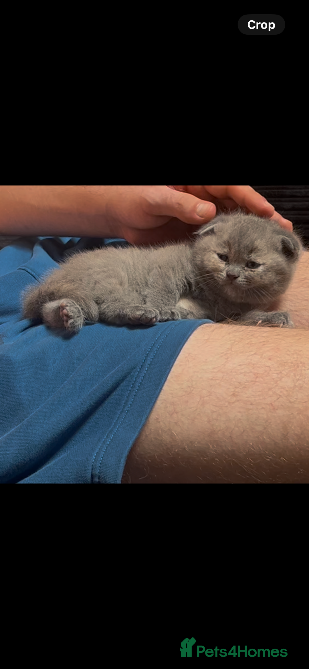 Scottish Fold cats for sale: Adorable Scottish Fold x British Shorthair Kitten - Image 4