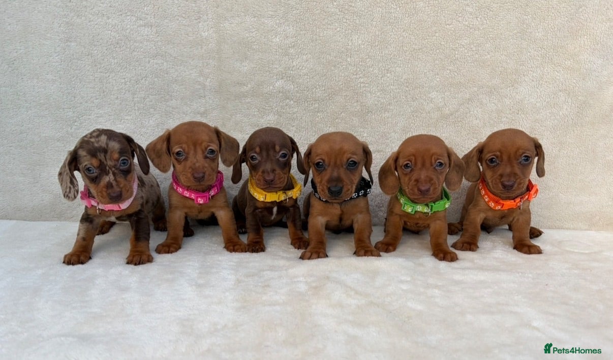 Miniature Dachshund dogs Dachshund puppies 3 boys 3 girls KC registered - Advert 2