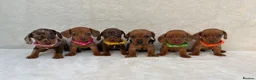 Miniature Dachshund dogs for sale: Dachshund puppies 3 boys 3 girls KC registered - Advert 2