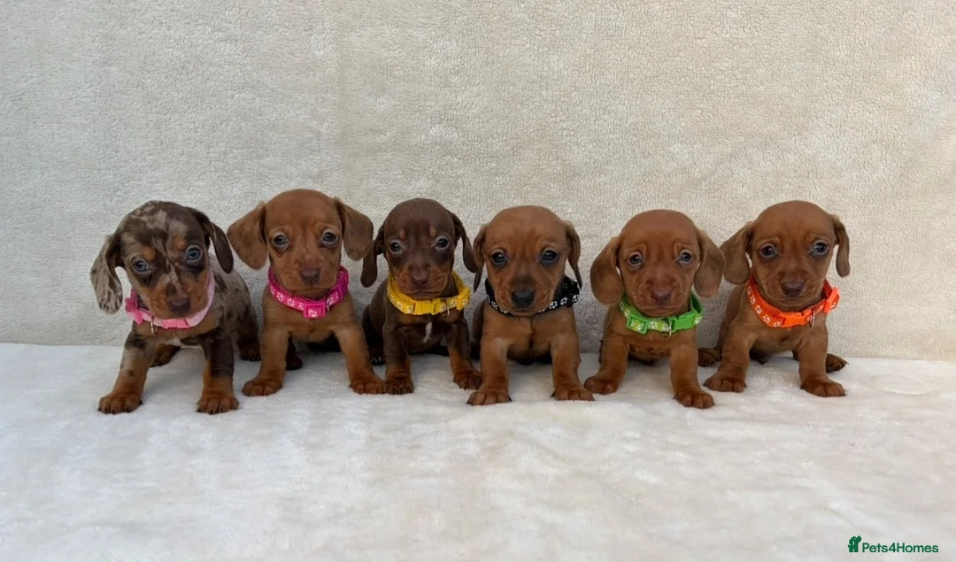 Miniature Dachshund dogs for sale: Dachshund puppies 3 boys 3 girls KC registered - Advert 2