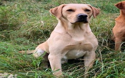 Labrador Retriever dogs for sale: Pretty Perfect Labrador Puppies- Ready in December - Image 11