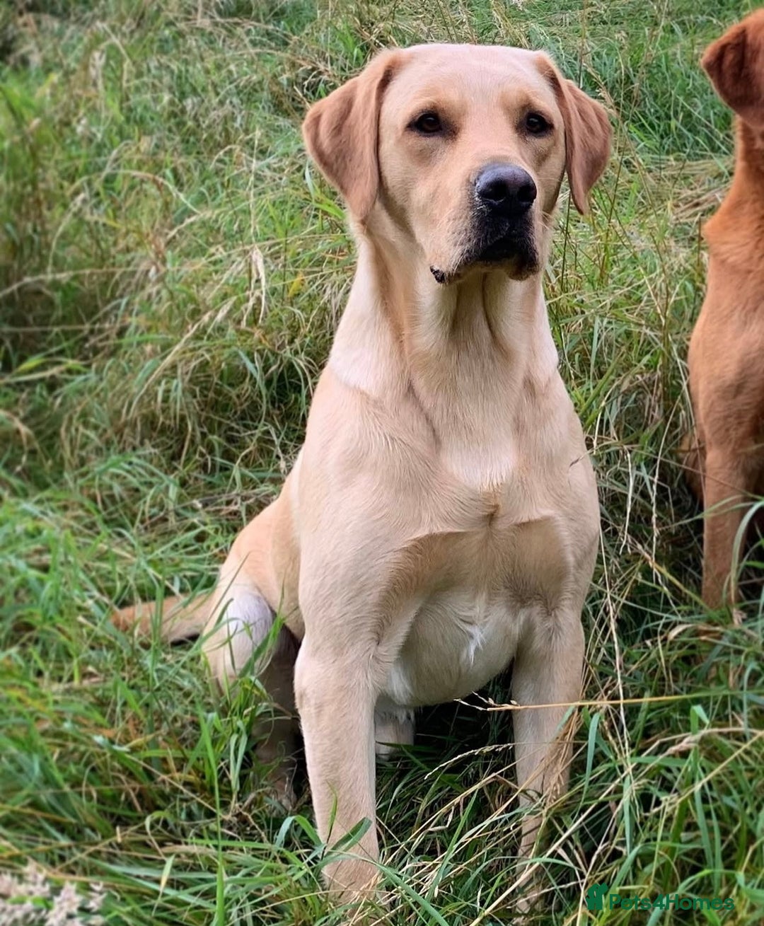 Labrador Retriever dogs for sale: Pretty Perfect Labrador Puppies- Ready in December - Image 11