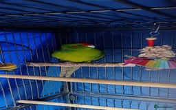 Parakeets birds for sale: Male Kakariki  - Image 2