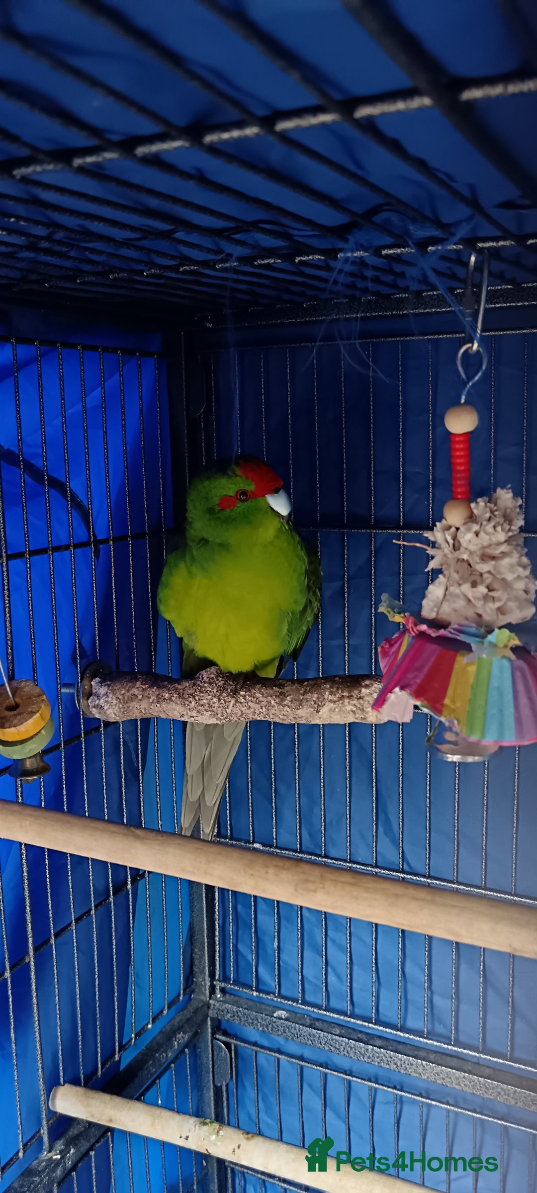 Parakeets birds for sale: Male Kakariki  - Image 2