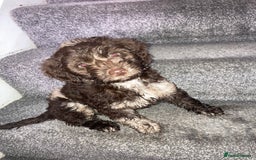 Cockapoo dogs for sale: Merle Cockapoos - Advert 10