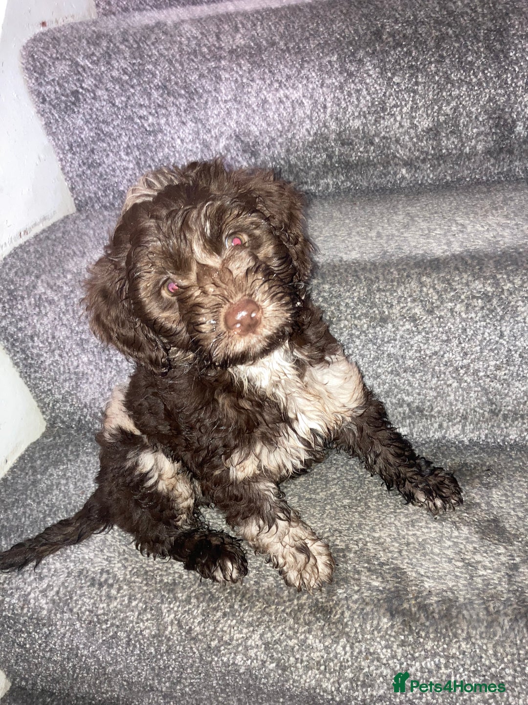 Cockapoo dogs for sale: Merle Cockapoos - Advert 10